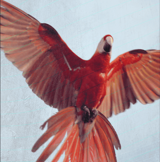 05 - El grito de la Guara | Moskitia al borde